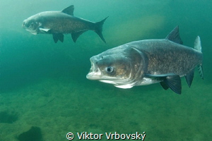 Bighead Carp by Viktor Vrbovský 